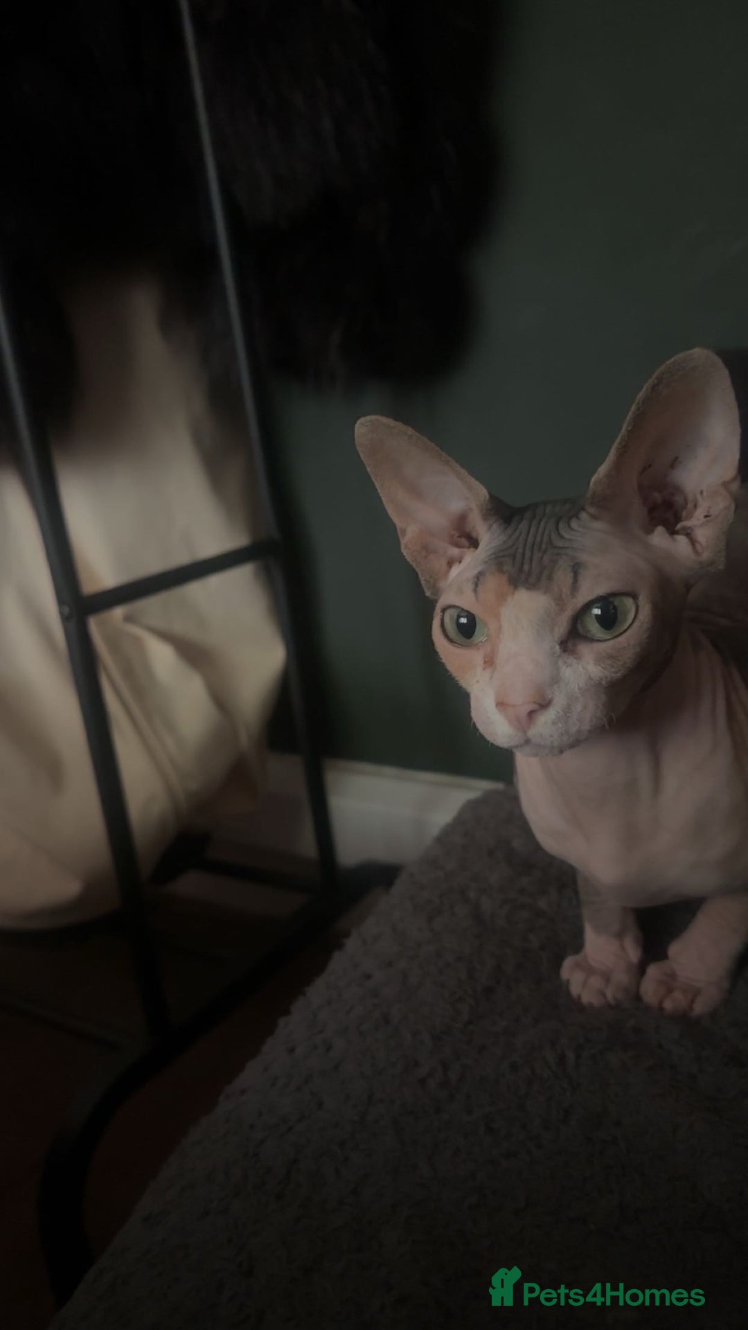 Sphynx cats for sale: Male Sphinx available  - Image 5