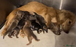 Miniature Dachshund dogs for sale: Beautiful mini long haired pups available  - Image 19
