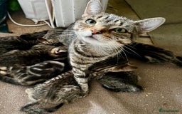 Bengal cats for sale: Glittery Bengal X Kittens With Famous References!  - Image 10