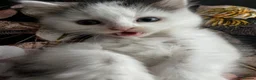 Mixed Breed cats for sale: Free rescued kitten  - Advert 3