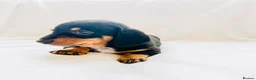 Miniature Dachshund dogs for sale: Quality Miniature Dachshund puppies - Advert 17