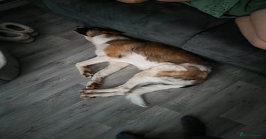 Mixed Breed dogs Mixed breed 10 month old pup - Advert 15