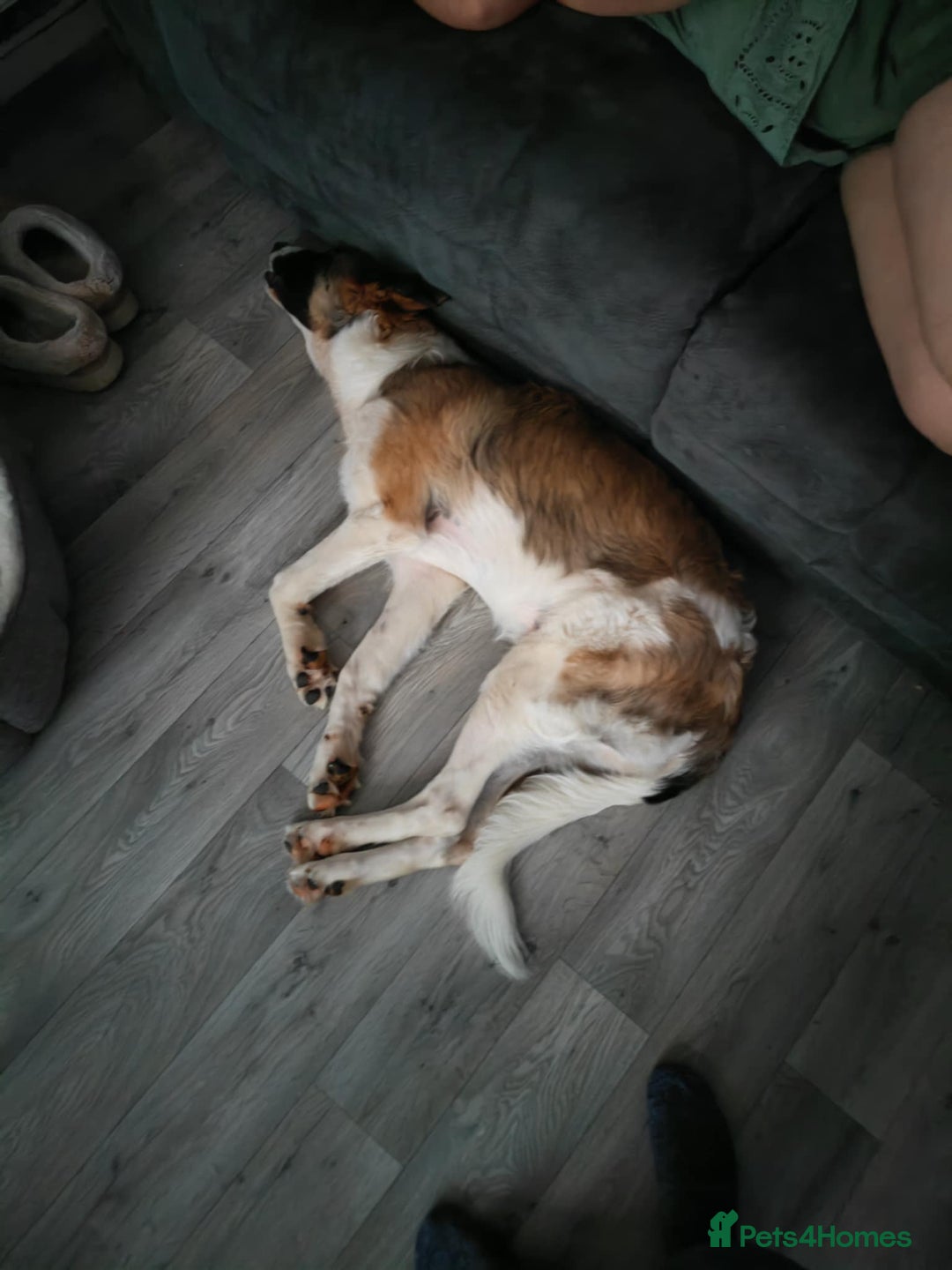 Mixed Breed dogs for sale: Mixed breed 10 month old pup - Image 2