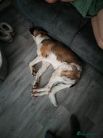 Mixed Breed dogs Mixed breed 10 month old pup - Advert 3