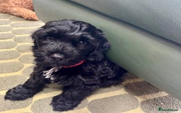 Cockapoo dogs for sale: Cockapoo vet checked ready to leave - Image 1
