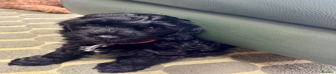 Cockapoo Puppy 5