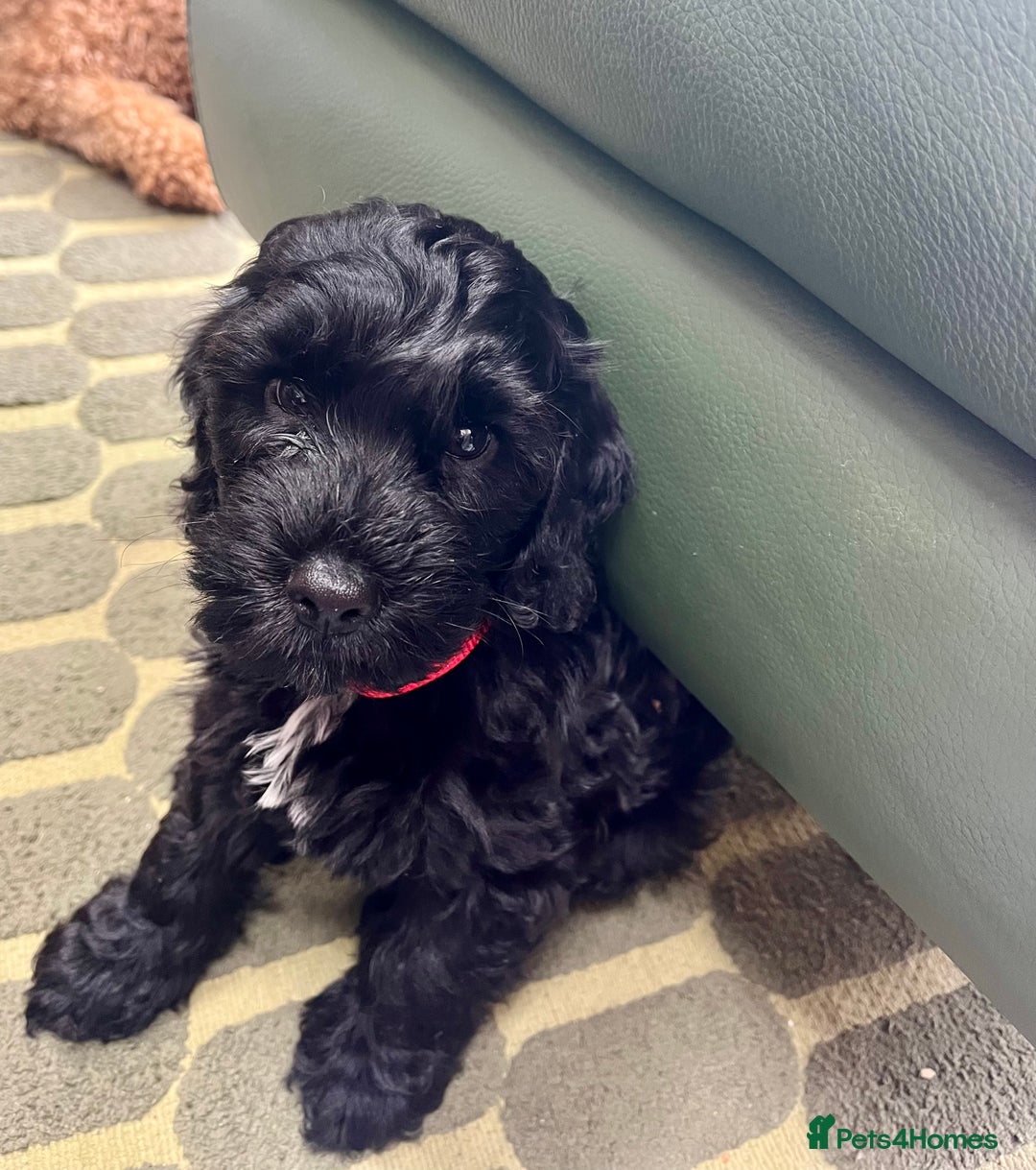 Cockapoo dogs for sale: Cockapoo vet checked ready to leave - Image 1