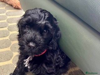 Cockapoo dogs - Advert 14
