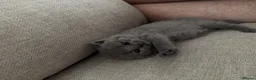 British Shorthair cats for sale: British Shorthair Kittens - Advert 6