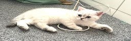 Scottish Fold cats for sale: 😻Stunning Pure breed Scottish fold kittens 😻 - Advert 35