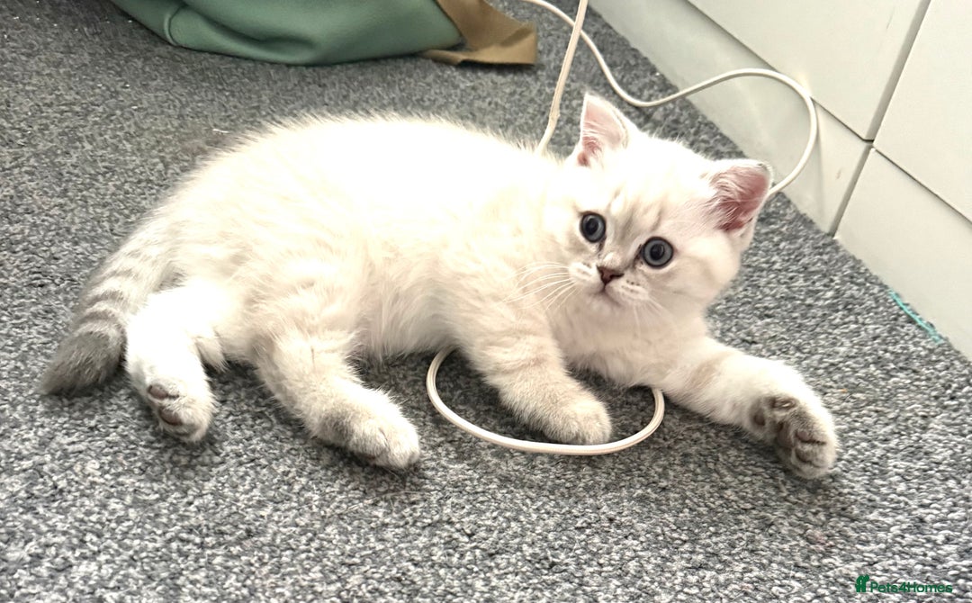 Scottish Fold cats for sale: 😻Stunning Pure breed Scottish fold kittens 😻 - Advert 35
