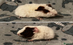 Guinea Pig rodents for sale: Guinea Pig pairs Teddy and Lunkarya  - Image 6
