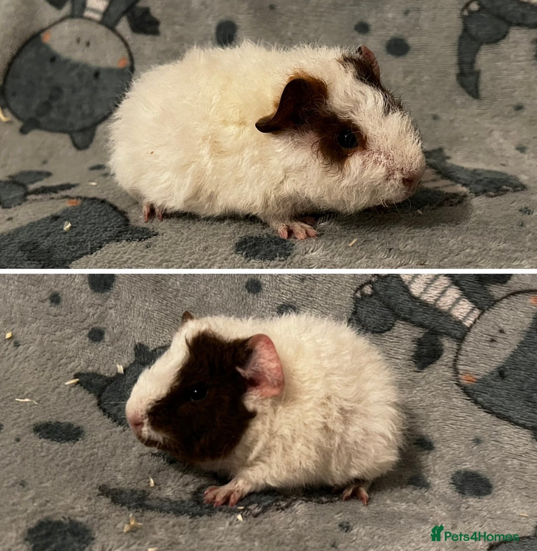 Guinea Pig rodents for sale: Guinea Pig pairs Teddy and Lunkarya  - Image 6
