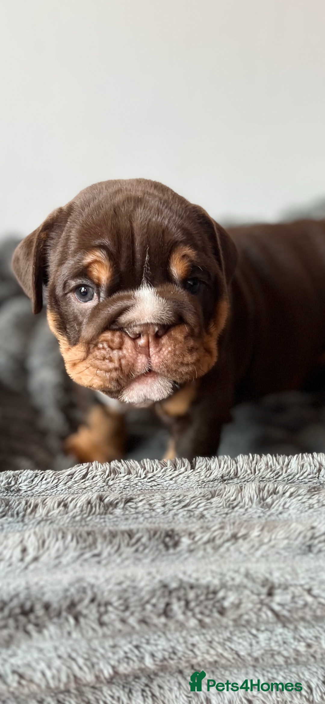 English Bulldog dogs for sale: English bulldog for sale  - Image 2