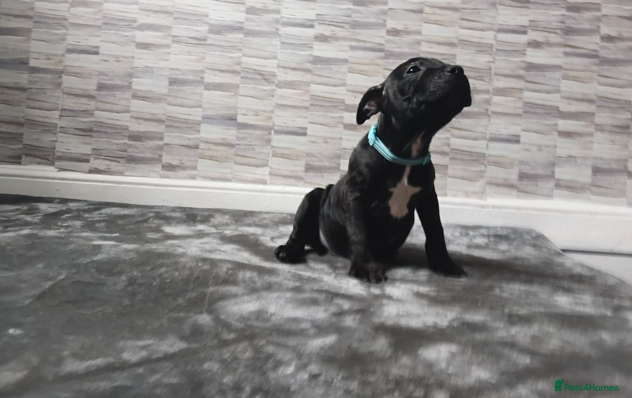 Staffordshire Bull Terrier dogs Kc registered health tested staffs (1 black male) - Advert 2