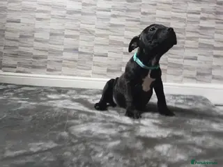 Staffordshire Bull Terrier dogs Kc registered health tested staffs (1 black male) - Advert 2