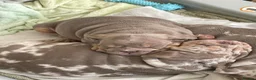 English Bulldog dogs for sale: 8 Stunning bulldog puppies, 4 males,4 females - Advert 18