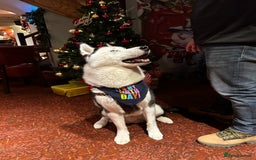 Siberian Husky dogs for stud: Stunning Blue eye Sibrian Husky for Stud in Liverpool - Image 15