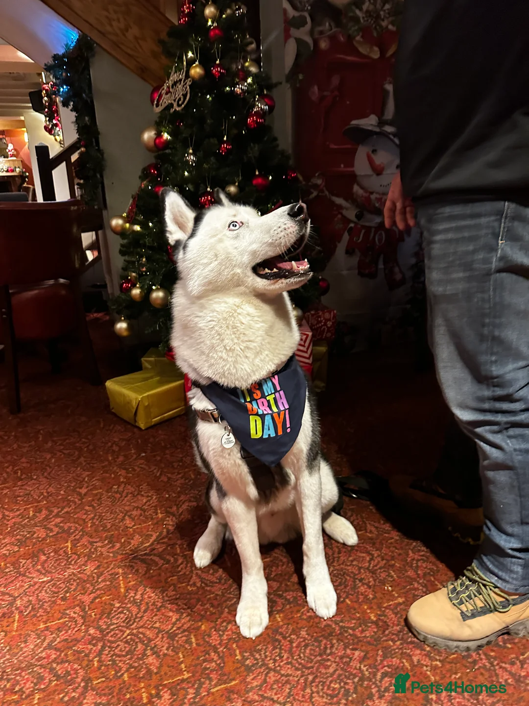 Siberian Husky dogs for stud: Stunning Blue eye Sibrian Husky for Stud(proven) in Liverpool - Advert 15