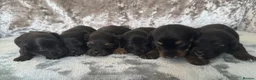 Jackapoo dogs for sale: Jackapoo Puppies in Peterborough - Advert 1