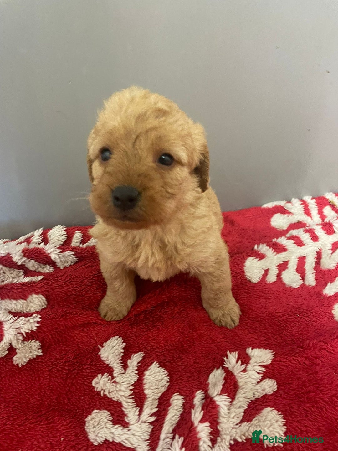 Labradoodle dogs for sale: F1 Labradoodle Puppies  - Advert 20