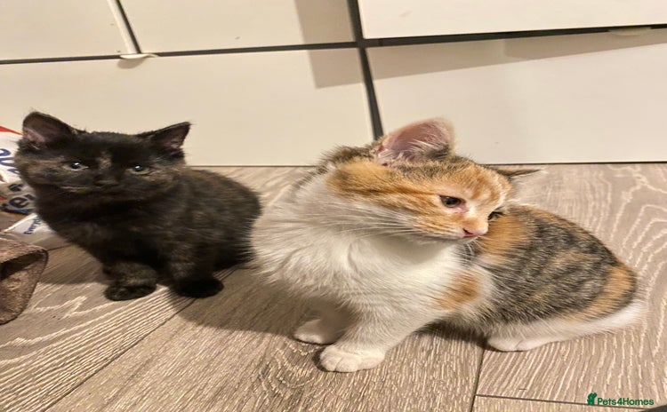 Russian Blue cats - Advert 2