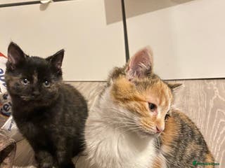 Russian Blue cats Half Russian blue kittens - Advert 15