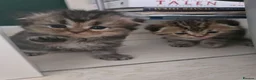 Scottish Fold cats for sale: Beautiful Scottish Fold Kittens  in Peterborough - Advert 1