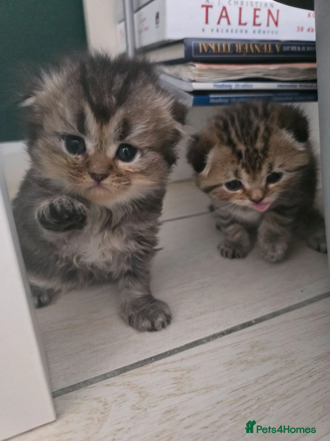 Scottish Fold cats for sale: Beautiful Scottish Fold Kittens  in Peterborough - Advert 1