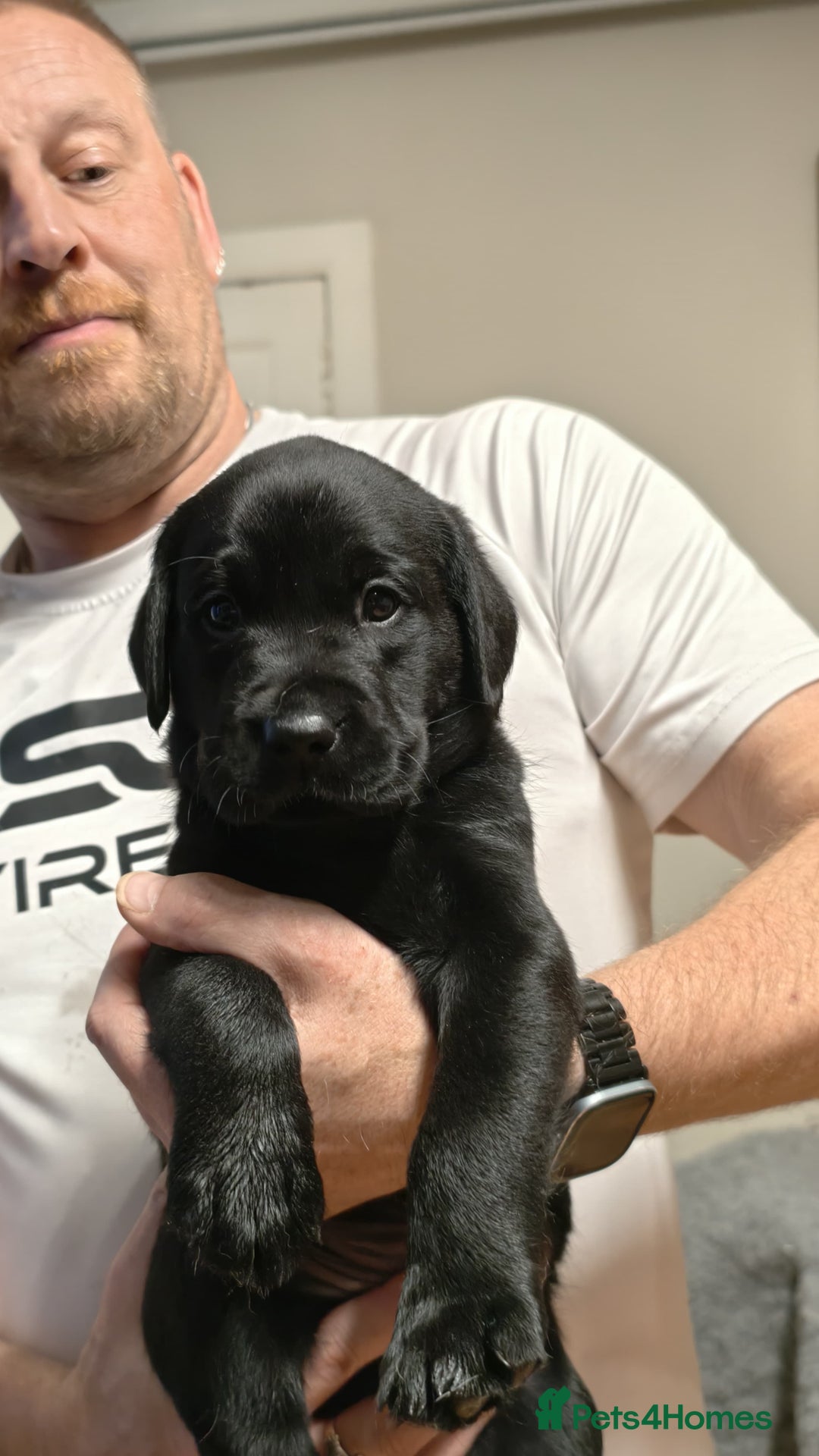 Labrador Retriever dogs for sale: Labrador Love Nuggets - 7 left - Image 17
