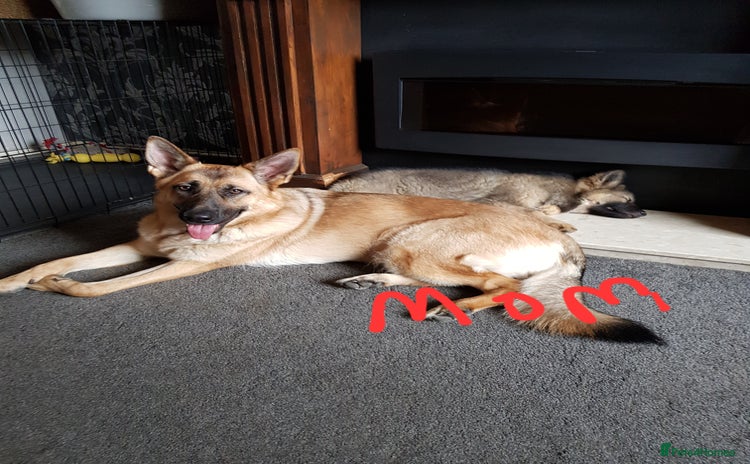 German Shepherd dogs - Advert 15