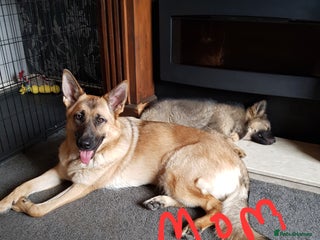 German Shepherd dogs - Advert 32