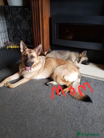 German Shepherd dogs - Advert 15