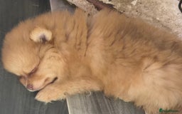 Pomeranian dogs for sale: Pomeranian,  from fully health tested parents  - Image 6