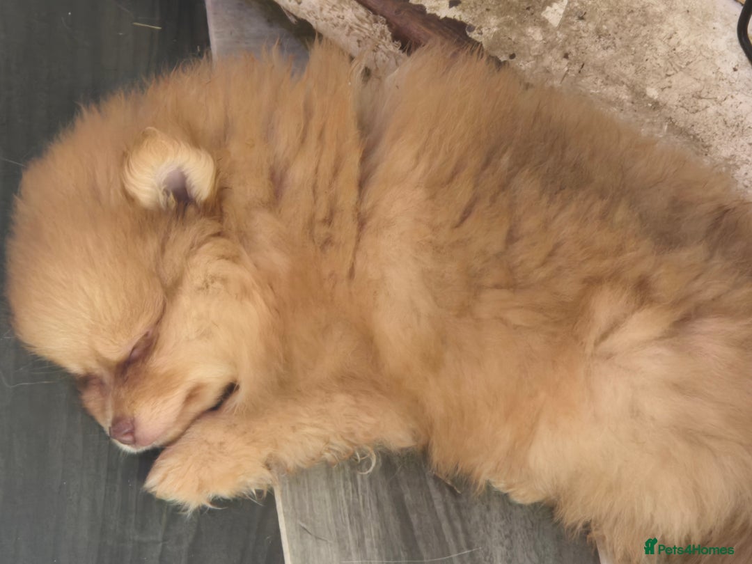 Pomeranian dogs for sale: Pomeranian,  from fully health tested parents  - Image 6