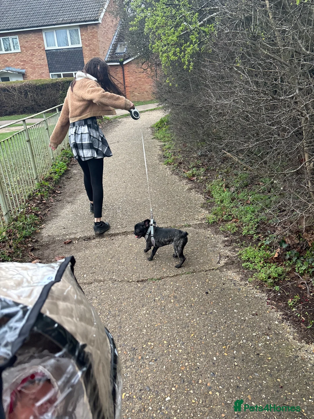 French Bulldog dogs for sale: Female French bull dog 8 months  - Advert 5