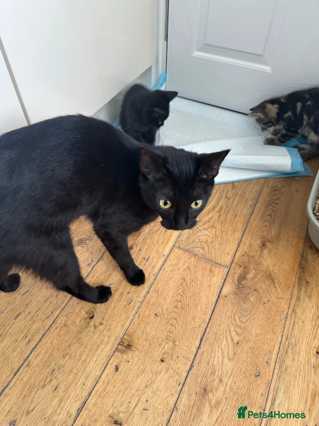 Mixed Breed cats for sale: Kittens  **  in Swansea - Advert 1