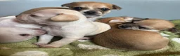 Chihuahua dogs for sale:  5 Adorable Chihuahua Puppies 🐾 - Advert 17