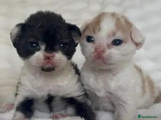 Devon Rex cats Enchantirex Devon Rex – 2026 - Advert 5