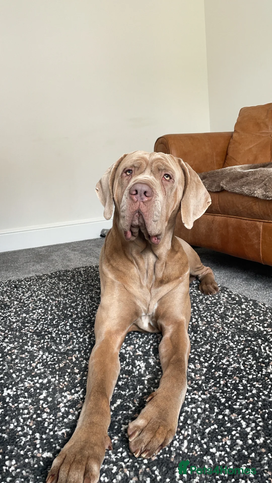 Mixed Breed dogs for sale: Hugo - Neapolitan Mastiff X Cane Corso Rehome - Advert 2