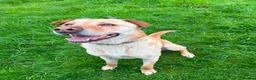 Mixed Breed dogs for adoption: Carlos wants his forever home  - Advert 3