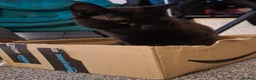 Mixed Breed cats for sale: Friendly young male cat looking for a loving home in Manchester - Advert 8