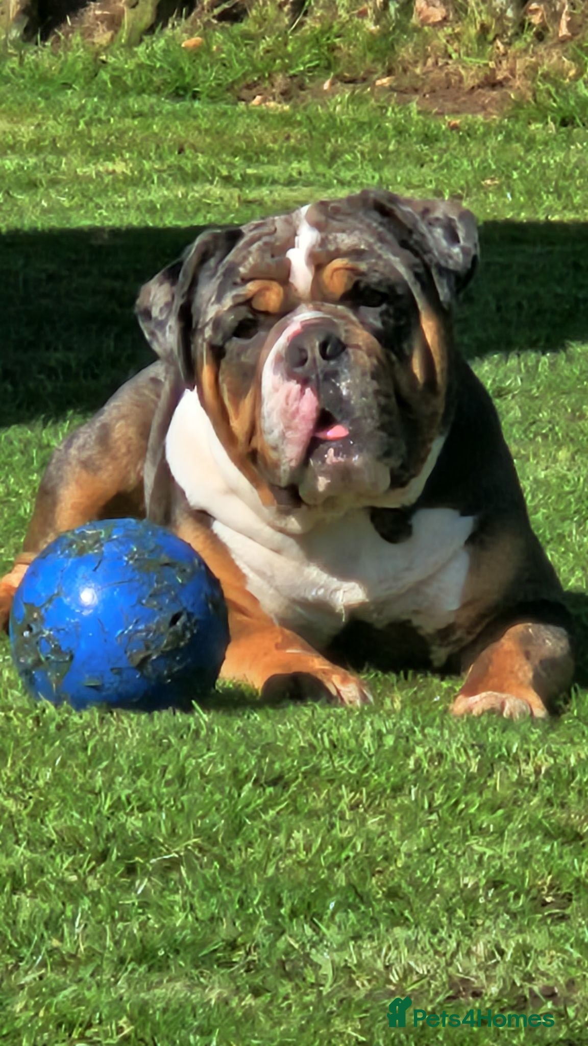 Dorset Olde Tyme Bulldogge dogs Kc Registered Blue Tri Merle Boy  - Advert 1