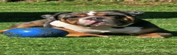 Dorset Olde Tyme Bulldogge dogs for stud: Kc Registered Blue Tri Merle Boy  in Stoke-on-Trent - Advert 1