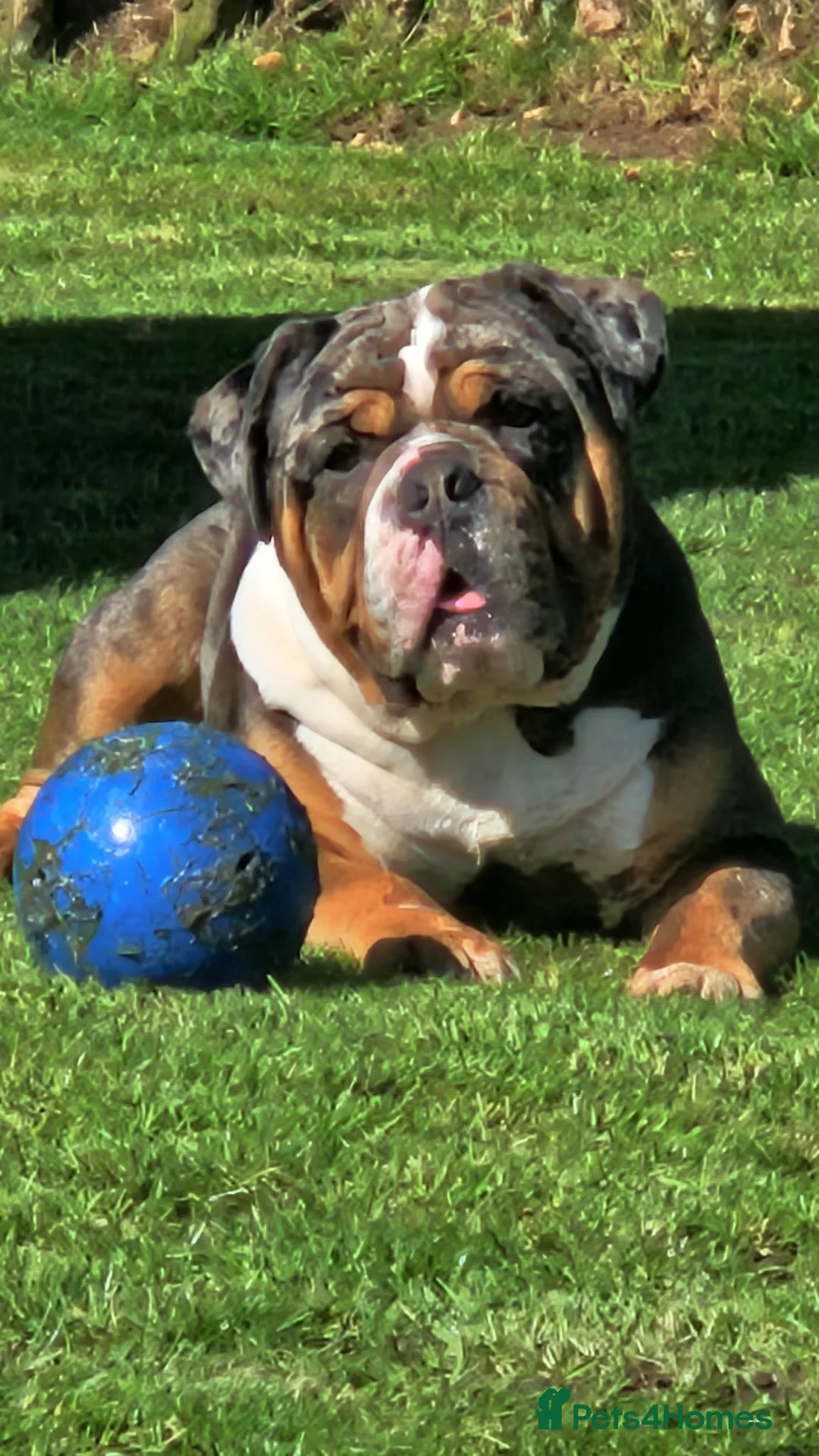 Dorset Olde Tyme Bulldogge dogs for stud: Kc Registered Blue Tri Merle Boy  in Stoke-on-Trent - Advert 1