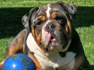 Dorset Olde Tyme Bulldogge dogs Kc Registered Blue Tri Merle Boy - Advert 1