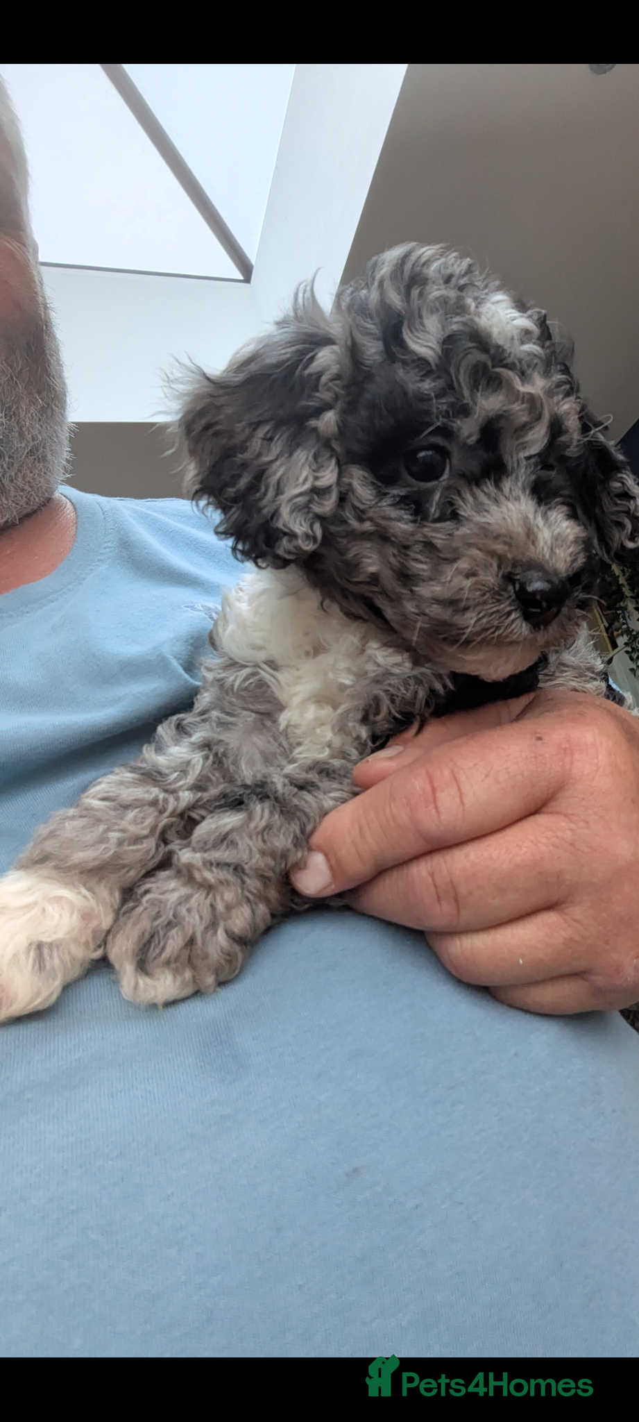 Miniature Poodle dogs for sale: Miniature Poodle Puppies (Blue Merl & Black) - Advert 4