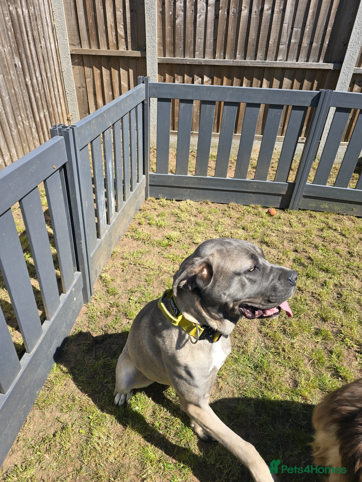 Cane Corso dogs Storm is back up for sale £550.00 - Advert 14