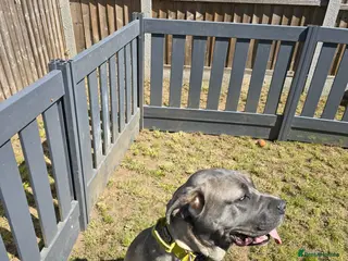 Cane Corso dogs Storm is back up for sale £550.00 - Advert 14