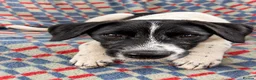 Mixed Breed dogs for adoption: Hairy Hayden - Advert 6